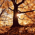 Selling: AUTUMN OUTLOOK