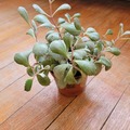 Sales: Succulente - plante grasse 