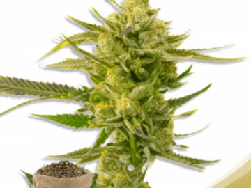 Post Now: Super Skunk Autoflower Marijuana Seeds