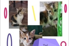 Anuncio: Hermosos gatitos en adopción, hembra y macho 