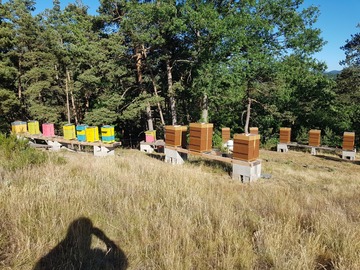 Les miels : Miel de Fleurs des Marcoux (Haute-Loire)