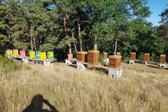 Les miels : Miel de Fleurs des Marcoux (Haute-Loire)