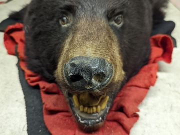 Vendre un article: Tête d'ours taxidermie 