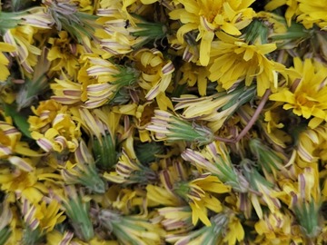 Sales: Fleurs de pissenlits sauvages bio fraîches 