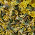 Sales: Fleurs de pissenlits sauvages bio fraîches 