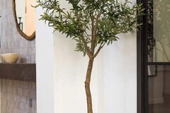 Selling: Faux Olive Tree 6'5 (77")