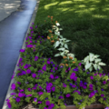Request a quote: Landscape Design and Maintanence Houston Metro 