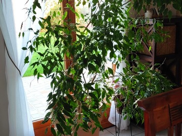 Giving away: Donne ficus 