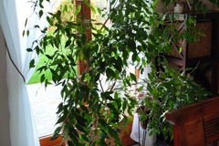 Giving away: Donne ficus 