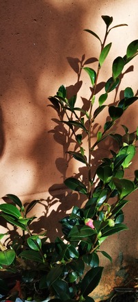 Camélia sasanqua