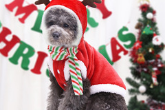 Comprar ahora: 20pcs pet Christmas cat autumn and winter flannel dog warm clothe