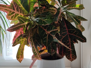 Vente: Magnifique Croton, plante d'intérieur au feuillage spectaculaire 