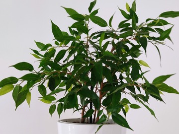 Sales: Ficus benjamina, plante verte d'intérieur, facile à entretenir 
