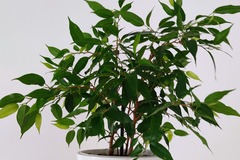 Vente: Ficus benjamina, plante verte d'intérieur, facile à entretenir 