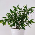 Vente: Ficus benjamina, plante verte d'intérieur, facile à entretenir 