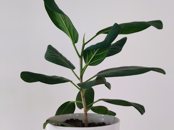 Sales: Ficus, plante verte d'intérieur facile à entretenir 