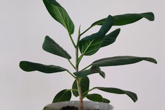 Vente: Ficus, plante verte d'intérieur facile à entretenir 