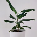 Vente: Ficus, plante verte d'intérieur facile à entretenir 