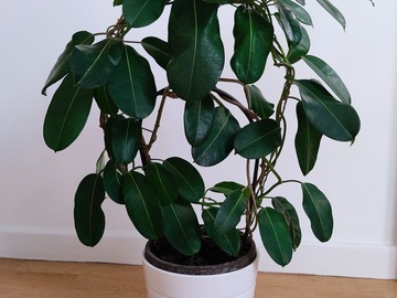 Sales: Stéphanotis, jasmin de Madagascar, plante d'intérieur 
