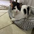 Anuncio: Gatito tuxedo en adopción responsable 