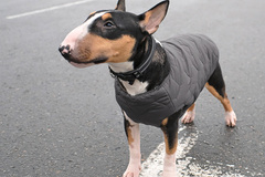 Selling: Sustainable Dog Jacket Vest Gray М
