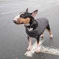 Selling: Sustainable Dog Jacket Vest Gray XS-2