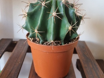 Vente: Cactus boule  