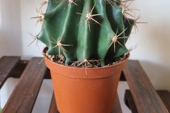 Sales: Cactus boule  