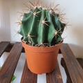 Sales: Cactus boule  