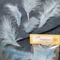 Buy Now: 12 Packages of 25 Blue Feathers 3"-8" long