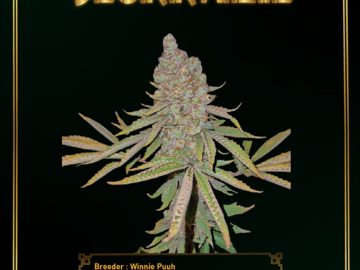  : Slurrazil Regular Photoperiod Cannabis Seed