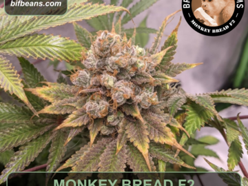  : Monkey Bread F2 Photoperiod Cannabis Seeds