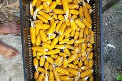 pay online or by mail: Gaspe Flint Corn