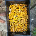 pay online or by mail: Gaspe Flint Corn