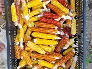 pay online or by mail: Mini Flint hybrid corn