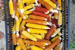 pay online or by mail: Mini Flint hybrid corn