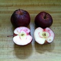 pay by mail only, w/ request form: Detroit Red Apple Grafting Wood