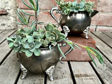 SOLD : Pair of Real Succulents in Antique Sugar + Creamer
