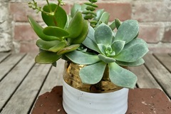 Selling: Real Succulents in White & Gold Rim Pot