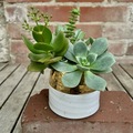 Selling: Real Succulents in White & Gold Rim Pot