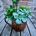 Selling: Real Succulents in Moscow Mule Mug 