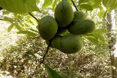 pay by mail only, w/ request form: Pawpaw Seed (Asimina triloba)