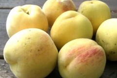 pay online or by mail: Hardy Harvest Moon Peach Seed, seed kept damp and refrigerated.