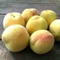 pay online or by mail: Hardy Harvest Moon Peach Seed, seed kept damp and refrigerated.