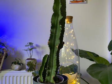 Sales: Cactus euphorbe 