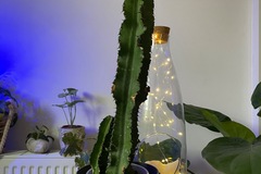 Vente: Cactus euphorbe 