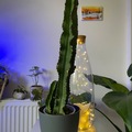 Vente: Cactus euphorbe 