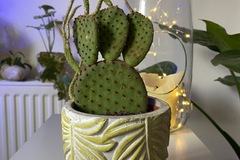 Vente: Cactus raquette et cache pot fait main