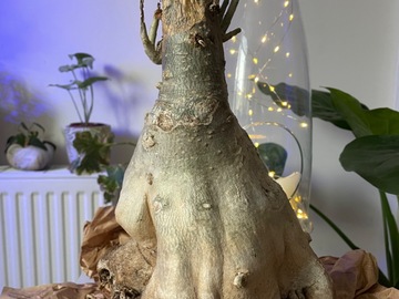 Sales: Adenium baobab de 45 ans 
