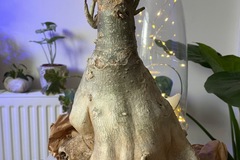 Vente: Adenium baobab de 45 ans 